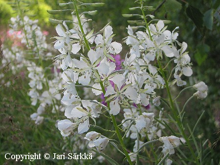 Chamaenerion (Epilobium) angustifolium f. albiflorum